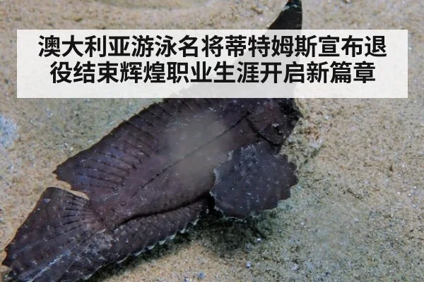 澳大利亚游泳名将蒂特姆斯宣布退役结束辉煌职业生涯开启新篇章